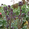 Broccoli Purple Sprouting 